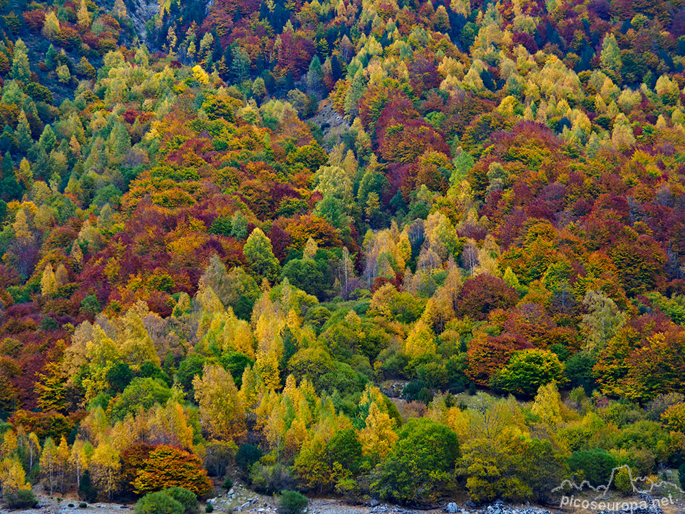 Laderas de bosque otoñal alrededor del embalse de La Baserca, Pirineos